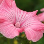 flower, mallow, free background-8263229.jpg